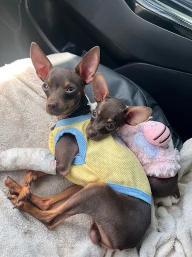 Dois cães da raça pinscher lado a lado, um deles com a pata imobilizada após atendimento.
