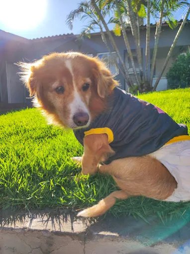 Cão com roupa de proteção descansando ao sol, no gramado.
