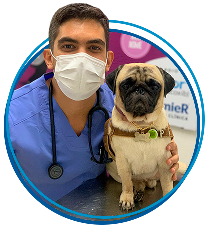 Médico veterinário da Prontovet ao lado de um cão da raça pug durante o atendimento.