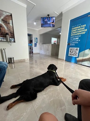Recepção da Prontovet, com balcão de atendimento e um cão aguardando no piso.