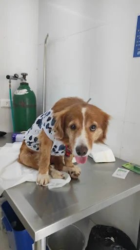 Cão sobre a mesa de inox da sala de atendimento da Prontovet, com cilindro de oxigênio ao fundo.